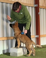 Kato learning to stand still whilst being brushed - Puppy Diary: Raising a working dog 2014